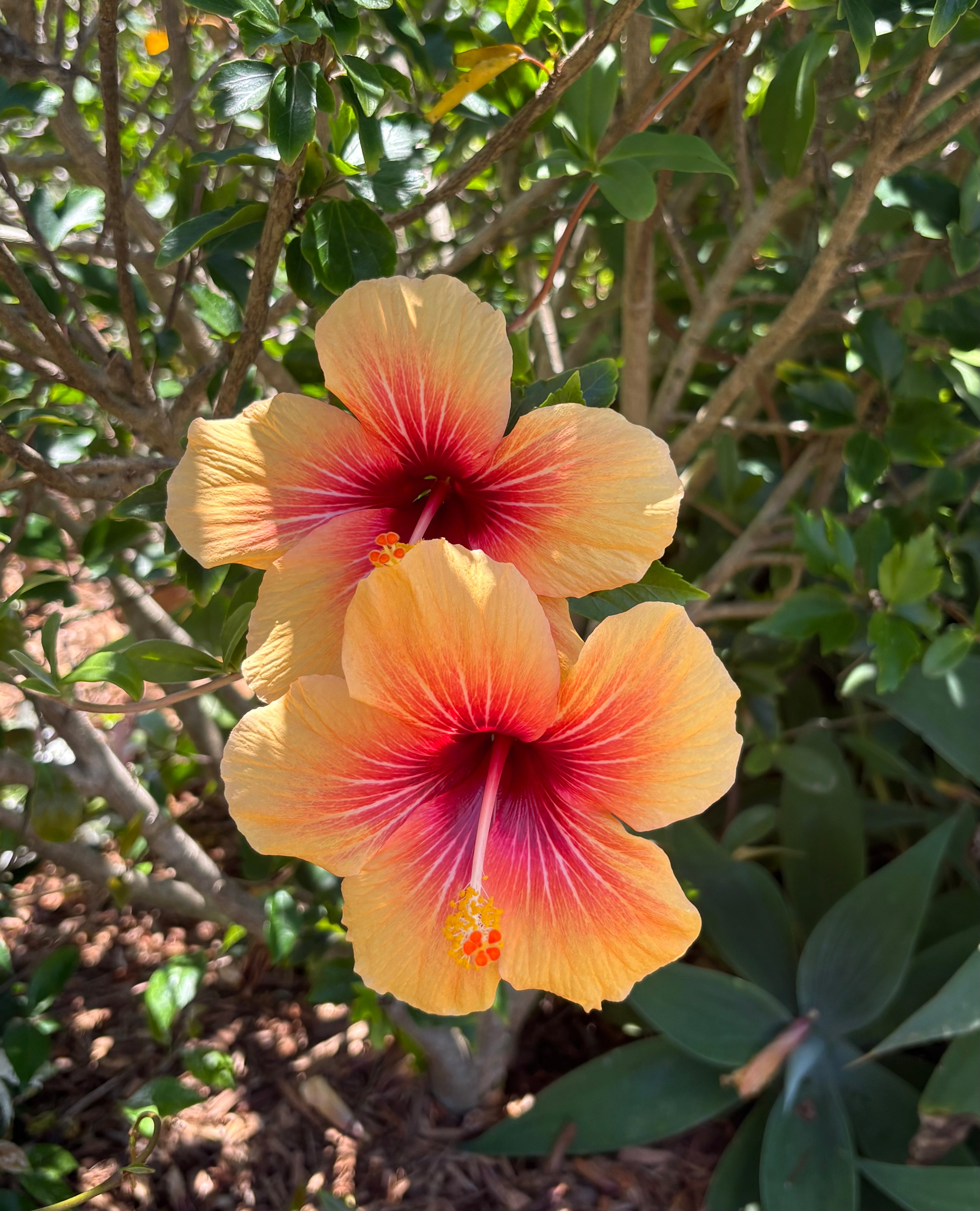 Two hibiscus flowers with a pink center and yellow petals against a green leafy background.